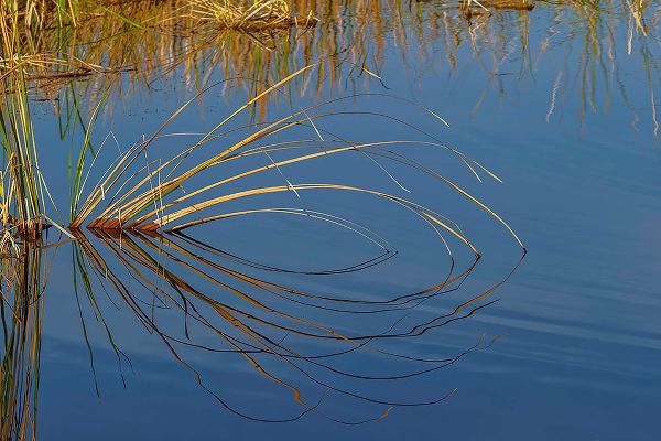Jones, Adam 아티스트의 Golden reeds reflecting on still water-Lake Apopka Wildlife Drive-Apopka-Florida작품입니다.